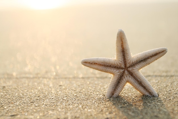 Изображение морской звезды на пляже в песке