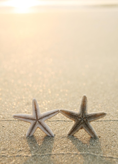 Picture of starfish on the beach in the sand