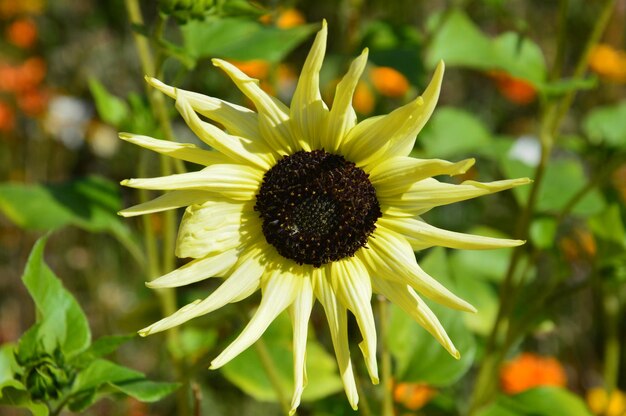 Picture of a sunforest sunflower head