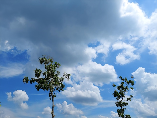 A picture of trees and clouds