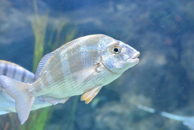 水槽水族館の水中魚の写真