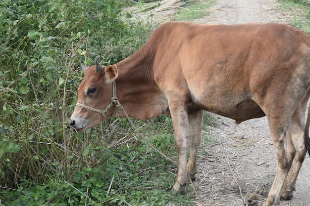 Photo picture of village cow