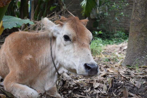 Photo picture of village cow