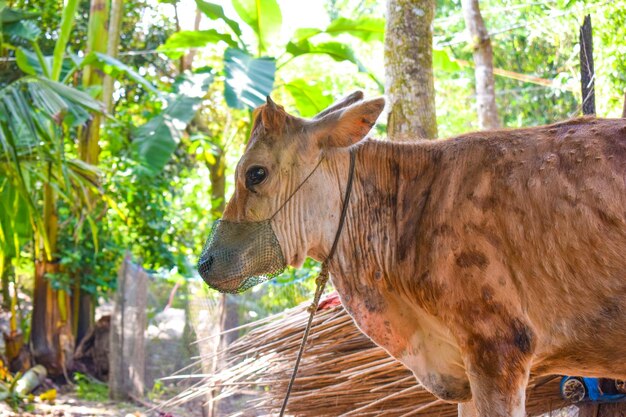 Photo picture of village cow