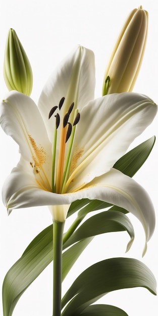 Picture of a white lily flower