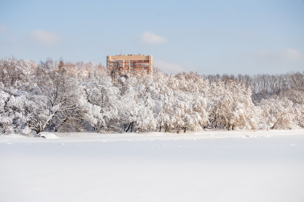 日中の雪と青い空と冬の木の写真