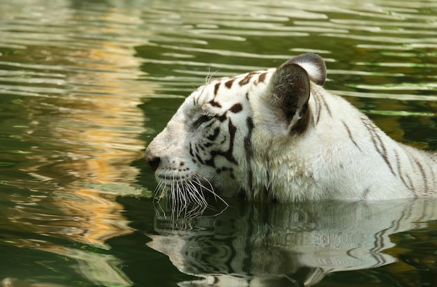 水中で動く白い縞模様のトラの頭のノイズ効果のある写真