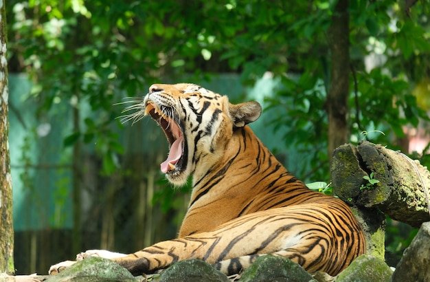 Photo a picture with noise effect of yawning malayan tiger during day time