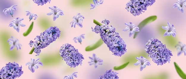 A picture with purple hyacinth flowers and green leaves flying
in the air on the pink background levitation concept floating
petals greeting card with wedding women's day mother's day
banner