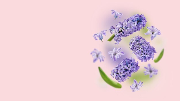 A picture with purple hyacinth flowers and green leaves flying in the air on a pink background Levitation concept Floating petals Greeting card with wedding women's day mother's day Copy space