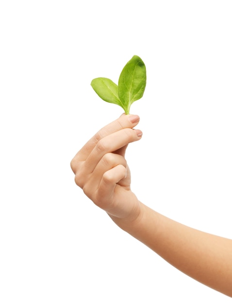 picture of woman hand with green sprout