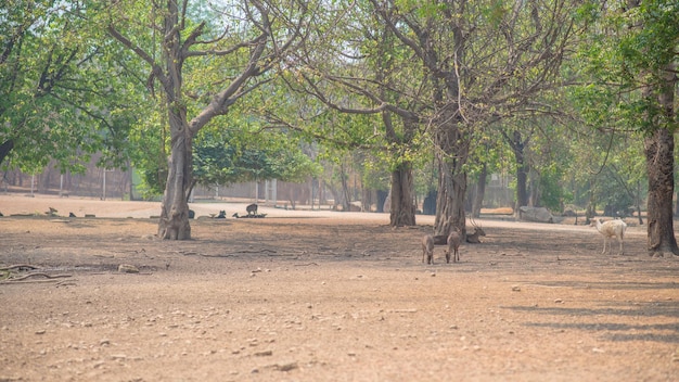 サファリパーク動物園の雰囲気の写真