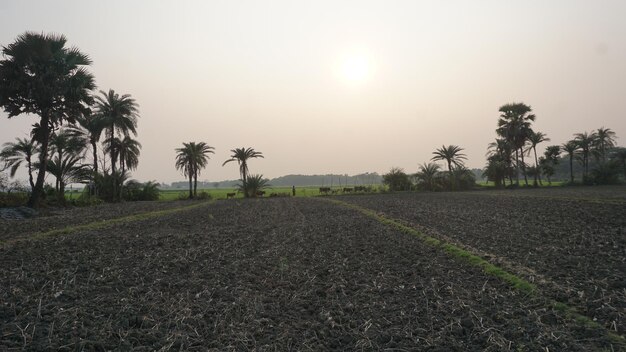 Pictures of beautiful rice fields view