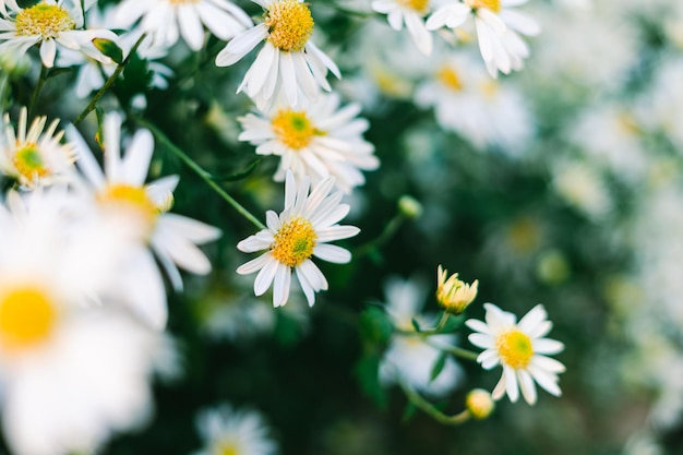 Pictures of flowers in bloom, in the garden, in spring