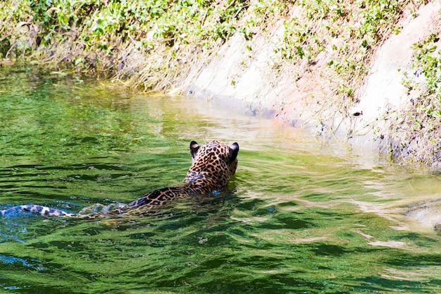 水に浮かんでいるヒョウの写真。