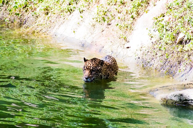 水に浮かんでいるヒョウの写真。