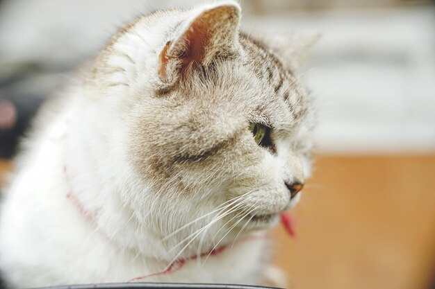 写真 遠隔島ミヤコジマ (オキナワ) に生息する放松した放浪猫の写真