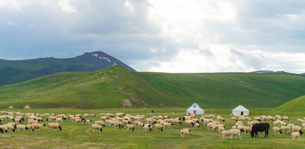 Pictures of sheep in the meadow