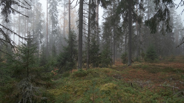 Picturesque autumn forest in fog.