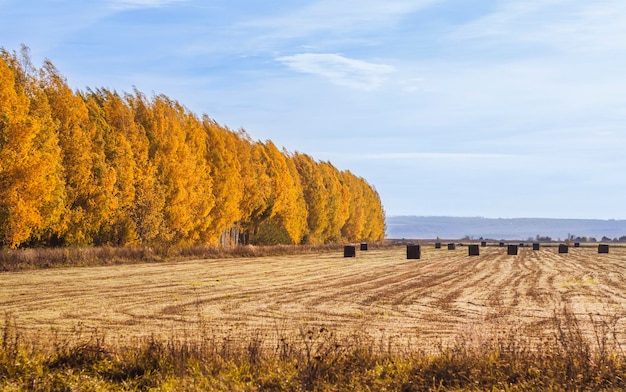 写真 面取りされたフィールドとわら俵の絵のように美しい秋の風景 美しい農業の背景