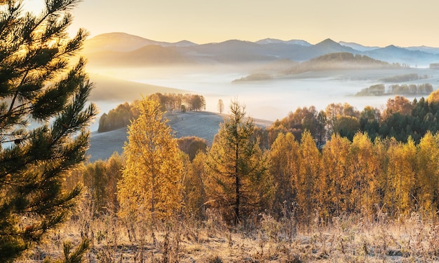 Picturesque autumn view Morning fog over a mountain valley golden autumn