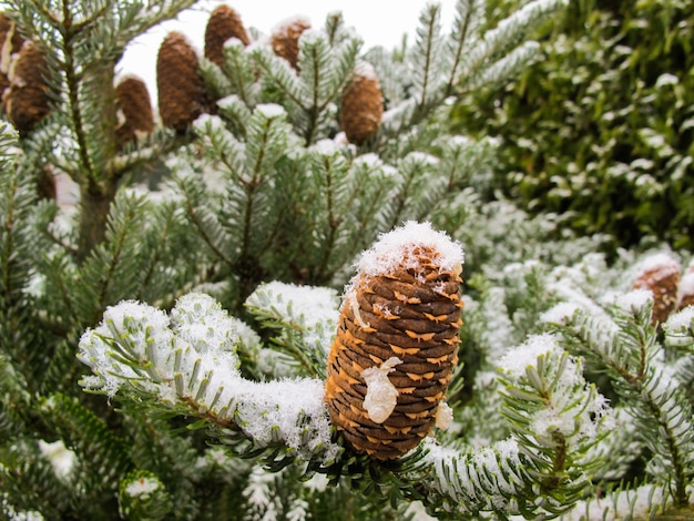 Picturesque branch of fir with cones covered with white snow