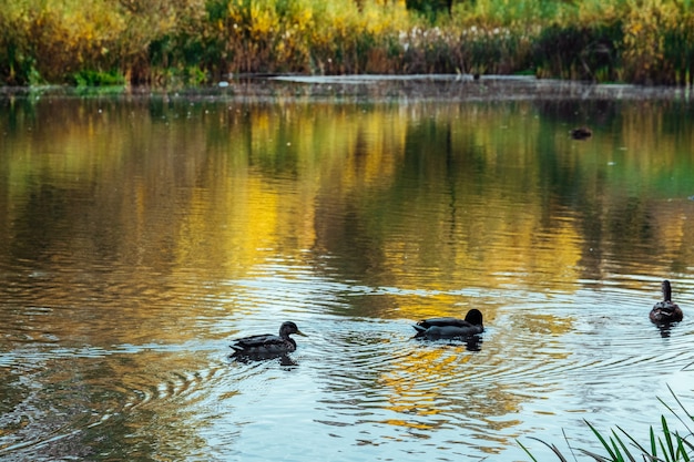 晴れた日の秋の公園の湖には、池にアヒルが泳いでいる絵のように美しい色の森が映っています。美しい秋の日の穏やかな池の水に色とりどりの葉の木の反射