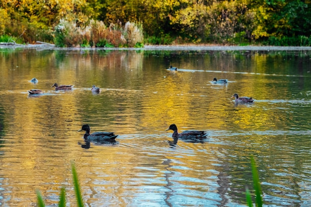 晴れた日の秋の公園の湖には、池にアヒルが泳いでいる絵のように美しい色の森が映っています。美しい秋の日の穏やかな池の水に色とりどりの葉の木の反射