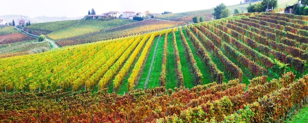 Pittoresca campagna e splendidi vigneti del piemonte nei colori autunnali. italia