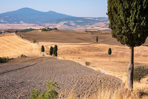 Picturesque countryside road with cypress among yellow summer fields in Tuscany Italy