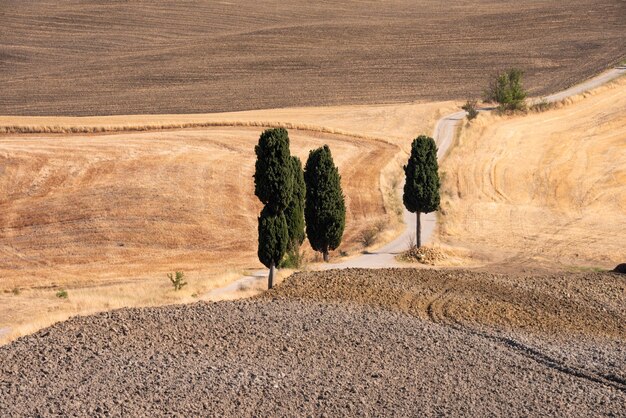 イタリア トスカーナ州の黄色の夏の畑の中でヒノキの美しい田舎道