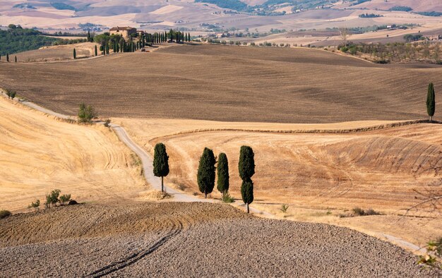 Picturesque countryside road with cypress among yellow summer fields in Tuscany Italy