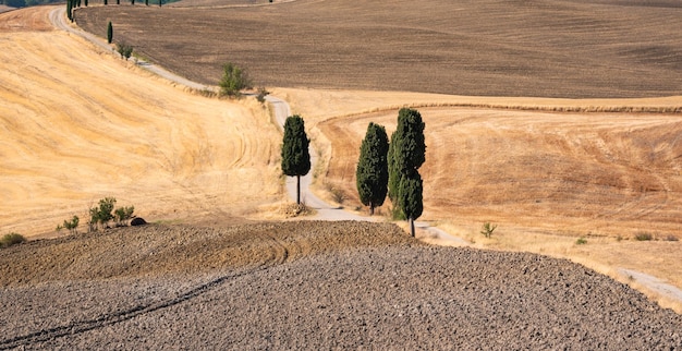 イタリア トスカーナ州の黄色の夏の畑の中でヒノキの美しい田舎道