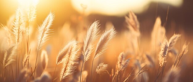 Picturesque field of tall grass with sun shining Sunlight bathes wheat ear against yellow field