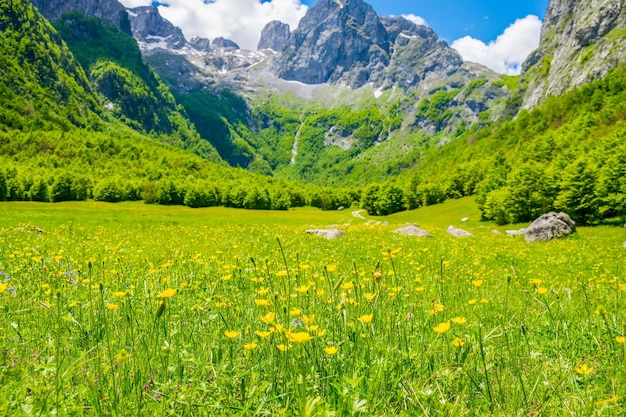 Picturesque flowers in the meadow in the high mountains