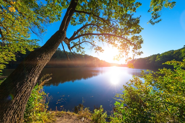 Picturesque forest and the river