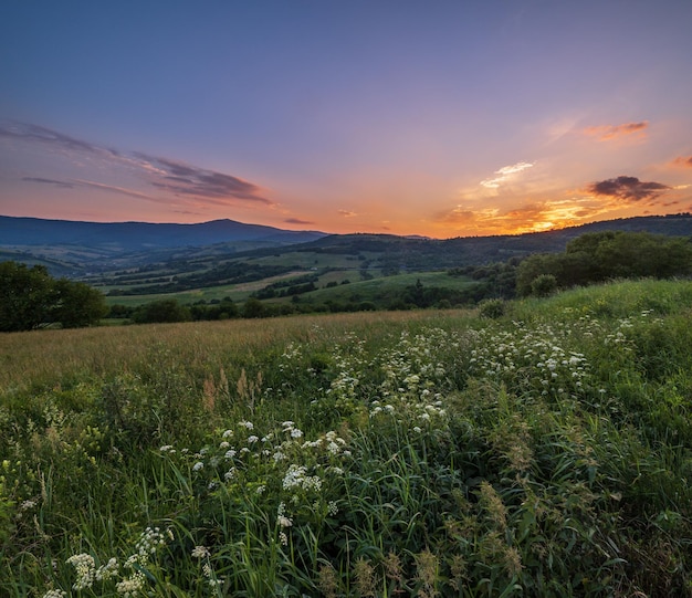 Picturesque June Carpathian mountain countryside meadows with beautiful wild flowers