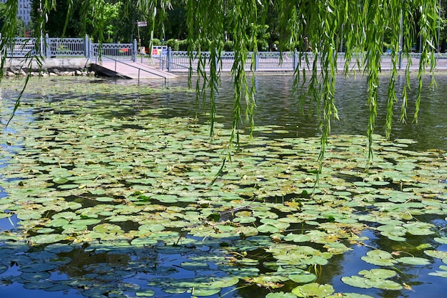 사진 ternopil 시 공원 근처의 그림 같은 호수