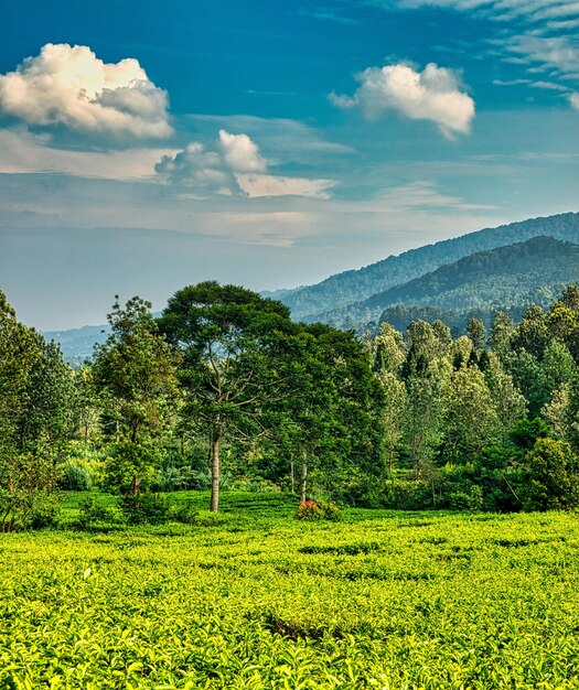 Picturesque landscape of green trees growing on meadow with green hills on background under blue sky