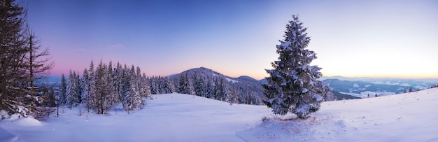 Picturesque landscape of a snowy forest growing in the hills among the snowdrifts pink-purple sunset in a frosty winter evening.