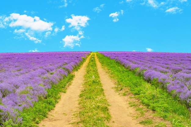 Paesaggio pittoresco con un bellissimo campo di lavanda e strada sterrata