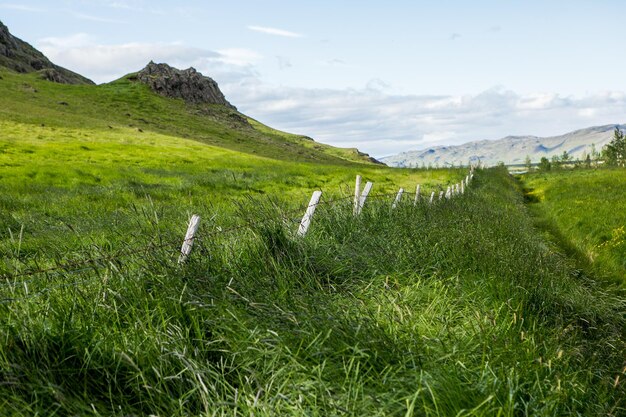 Picturesque landscape with green nature in Iceland during summer.