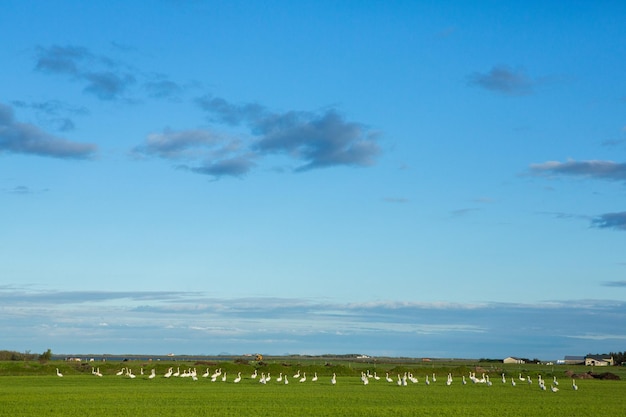 Picturesque landscape with green nature in Iceland during summer.