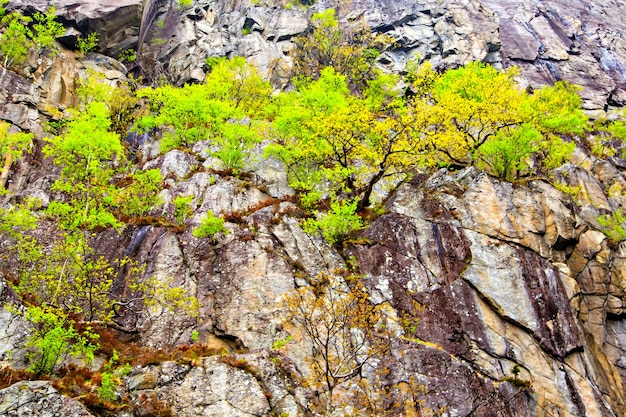 岩や木々のある美しい風景