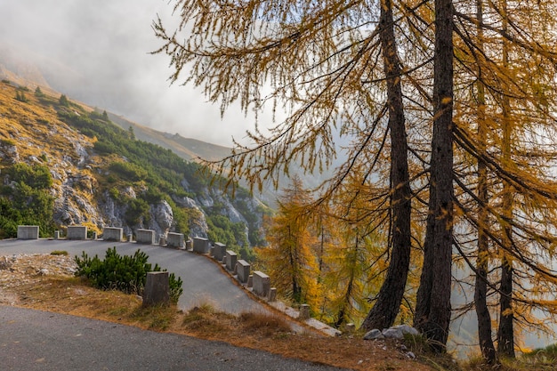 Picturesque larch trees in the fog along the road near the Mangart pass Slovenia