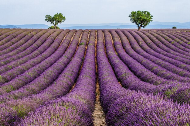 Picturesque lavender field in nature