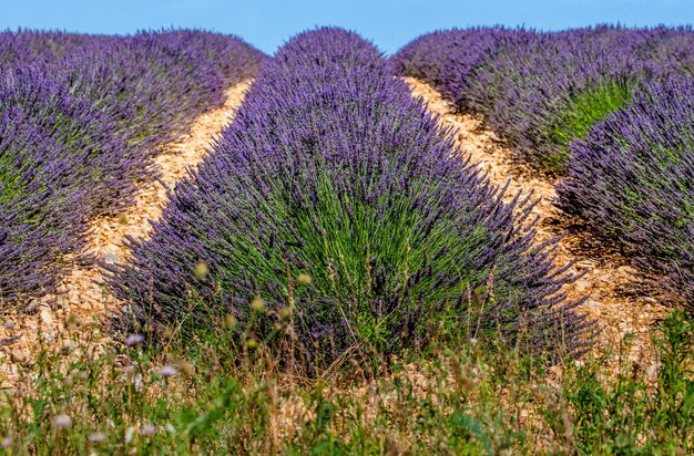 Picturesque lavender field in nature