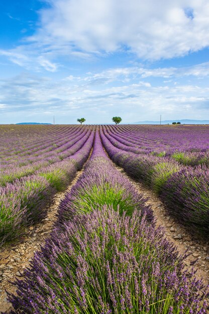 Picturesque lavender field in nature