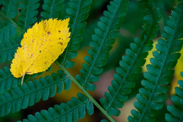 Picturesque leafy paths in the forest in bright colors of the autumn season Various yellow leaves are lying on the grass Yellow birch leaf on the ground autumn background