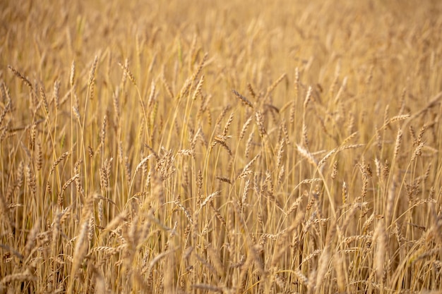 Picturesque mature, golden-brown field, yellow wheat at sunset. Grain harvest in summer.